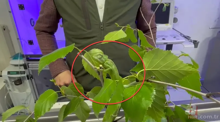 Maydanozların arasından çıkan şoke etti! Hal esnafı hemen ekiplere haber verdi | Fotoğraftaki ayrıntıya dikkat! 1