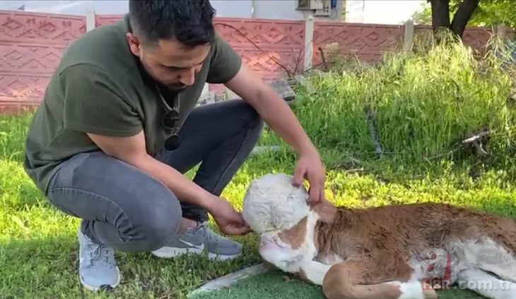 Doğum yapan inek sahibini şoke etti! Çok nadir görülen olay: Beyni derinin altında gözleri de oluşmadı