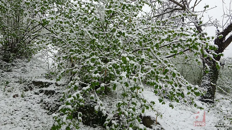 Şehir şehir zarar gören ürünler listesi: Fındık, Ceviz, Kiraz... Türkiye'de Zirai Don Haritası ortaya çıktı! 15