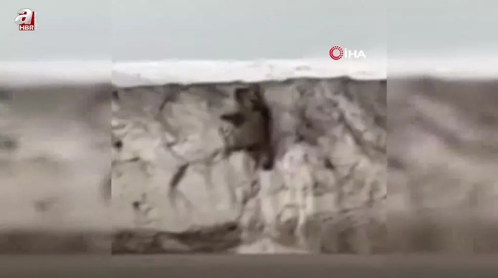 Van’da ayı görüntülendi