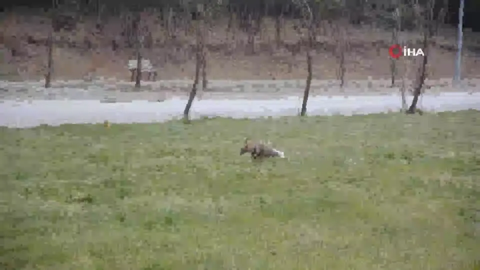 Öğrencilerin olmadığı üniversite kampüsünü mesken tuttular
