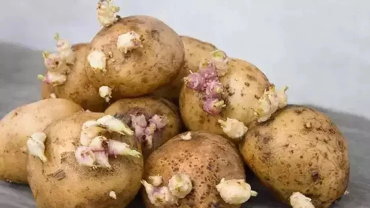 Patatesin yanına bu meyveyi koyun! Olanlara inanamayacaksınız!