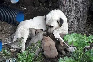 Erdekte zehirli et verilen köpek ile 3 yavrusu ve 3 kedi öldü