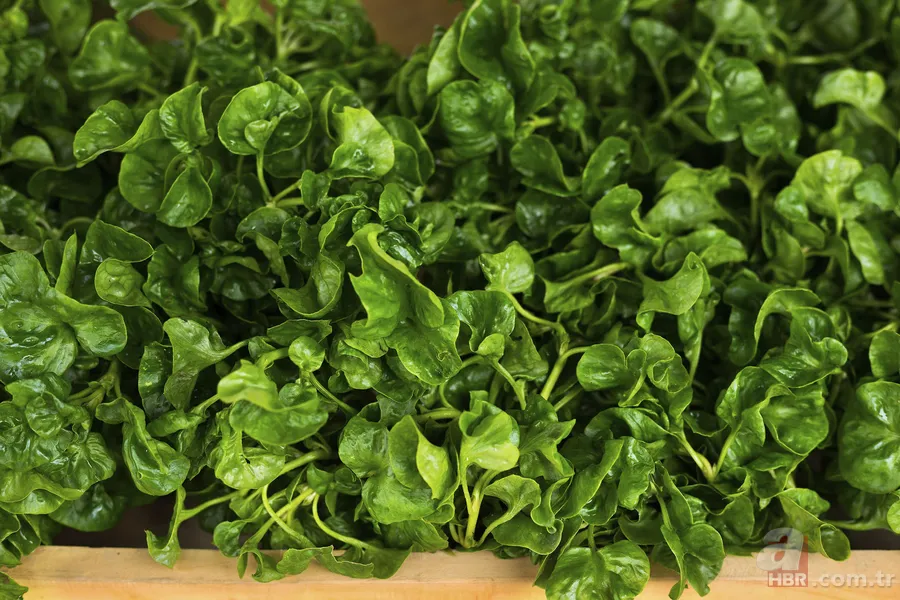 Herkes ot sanıp koparıyor! Dünyanın en sağlıklı sebzesi ilan edildi 2