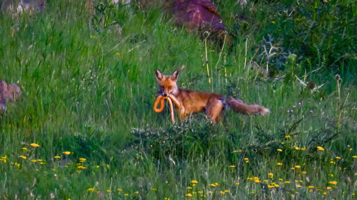 Türkiye’den belgeselleri aratmayan görüntüler! Tilkinin yılan avı böyle görüntülendi