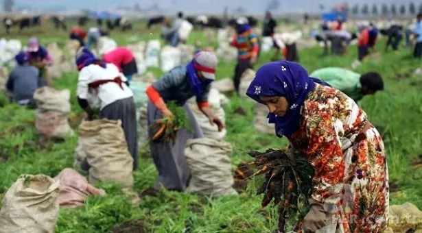 Mevsimlik işçiler kıdem tazminatı alabilir mi? Kıdem tazminatı nasıl hesaplanır?