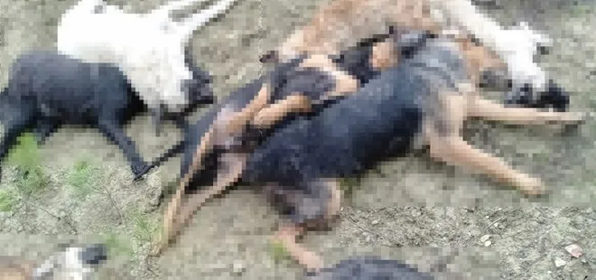 Bilecik’te köpek katliamı! 4 şüpheli yakalandı