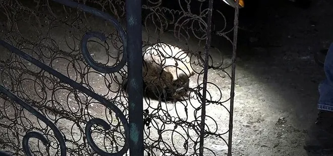 Bahçede temizlik yaparken insan kafatası buldu!