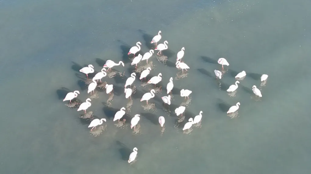 Flamingolar bu yılda Van'dan göç etmedi