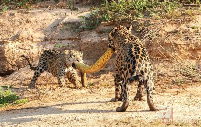 Böylesini daha önce hiç görmediniz 53