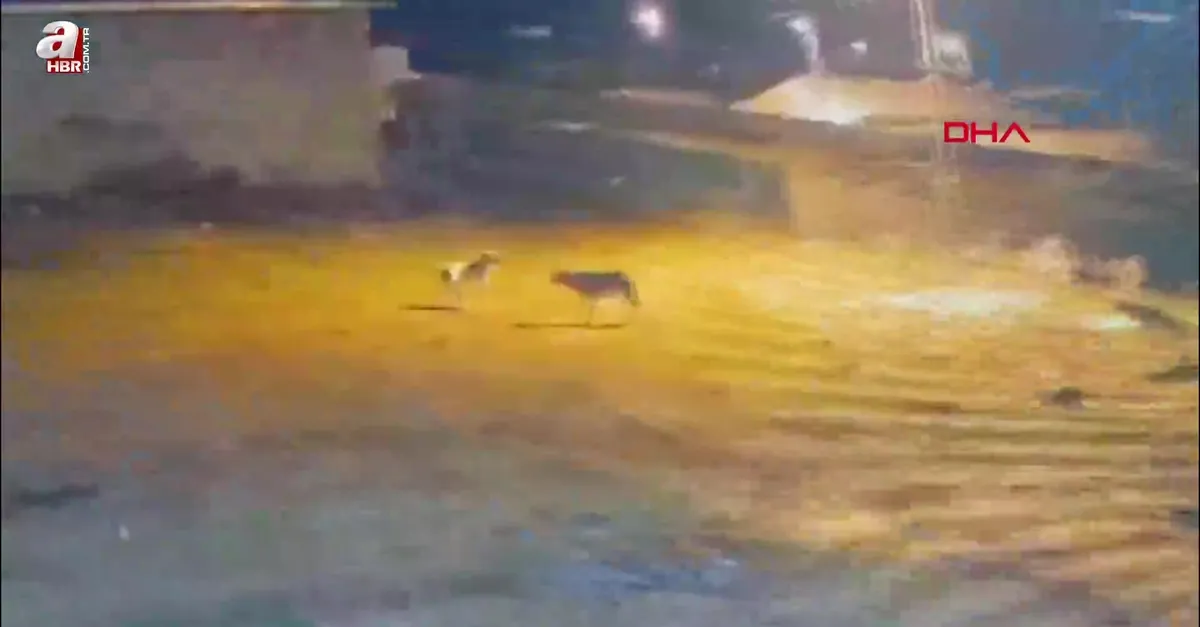 Kars’ta köye inen kurtlar köpeğe saldırdı