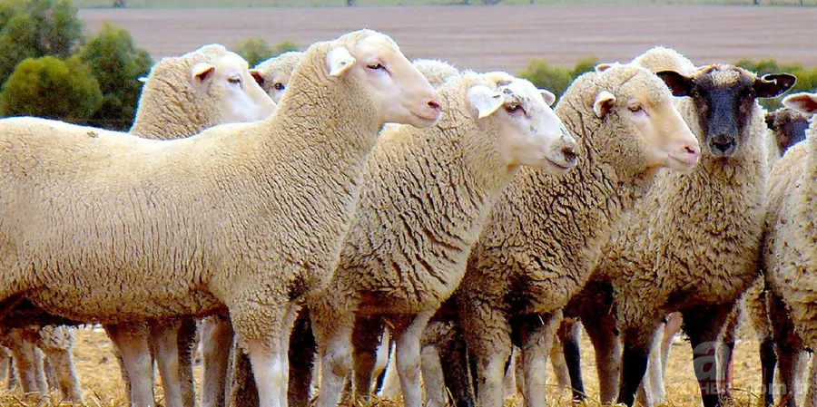 Kurbanlık Fiyatları 2024 | Koyun, keçi kurbanlık bedeli ne kadar, kaç TL? Küçükbaş hisseleri... 9