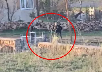 Sopalı şiddete uğrayan eşek öldü