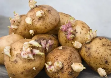 Patatesi böyle saklayın! Filizlenme sorununu ortadan kaldırıyor