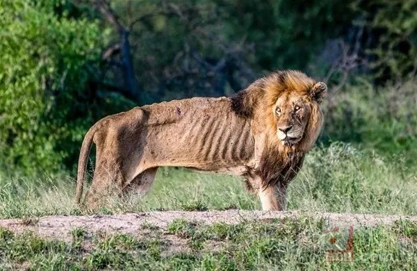 Bilim insanları geliştirdi! Artık uzaydan sayılabilecekler