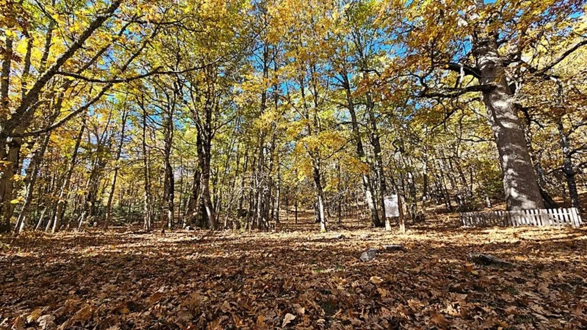 Bu ormana izinsiz girmenin cezası 557 bin lira! Dünyada tek: Isparta'da bulunuyor