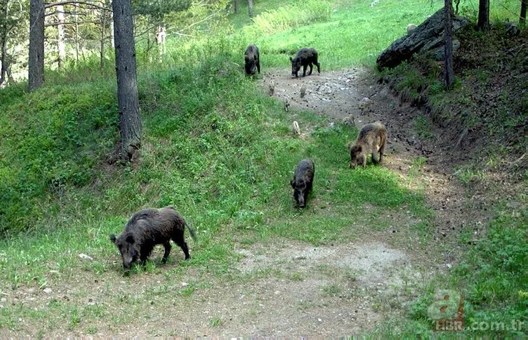 Kedigillerin en zor bulunan türü | İstanbul'da lüks bir malikanede ele geçirildi! Nesli neredeyse hiç kalmadı 17