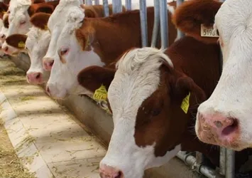 Kurban fiyatlarına bakanlık tedbiri
