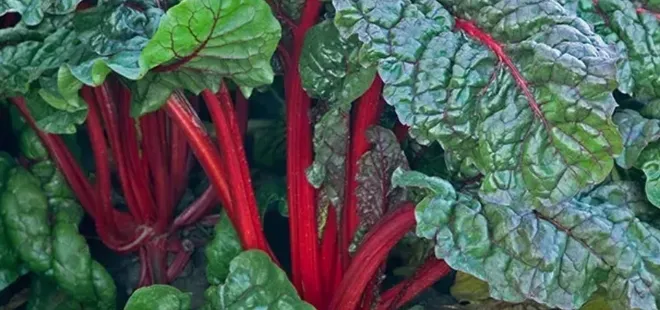 Adeta şifa kaynağı! Faydasını duyunca her gün tüketeceksiniz! A, C ve K vitamini eksik olanlar...