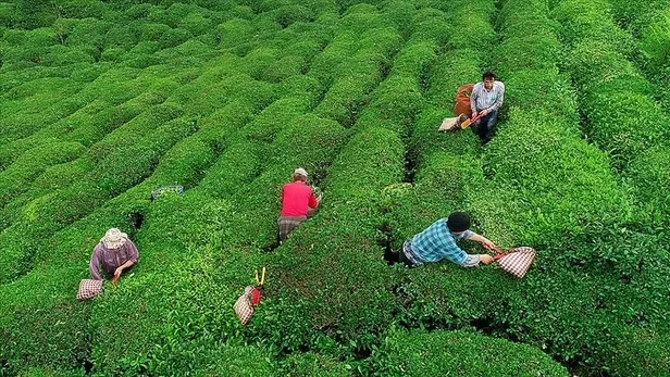 2023 çay desteklemeleri ne zaman ödenecek? Çay destekleme 2023 ne kadar olacak, açıklandı mı? Rize, Artvin, Trabzon... - 6