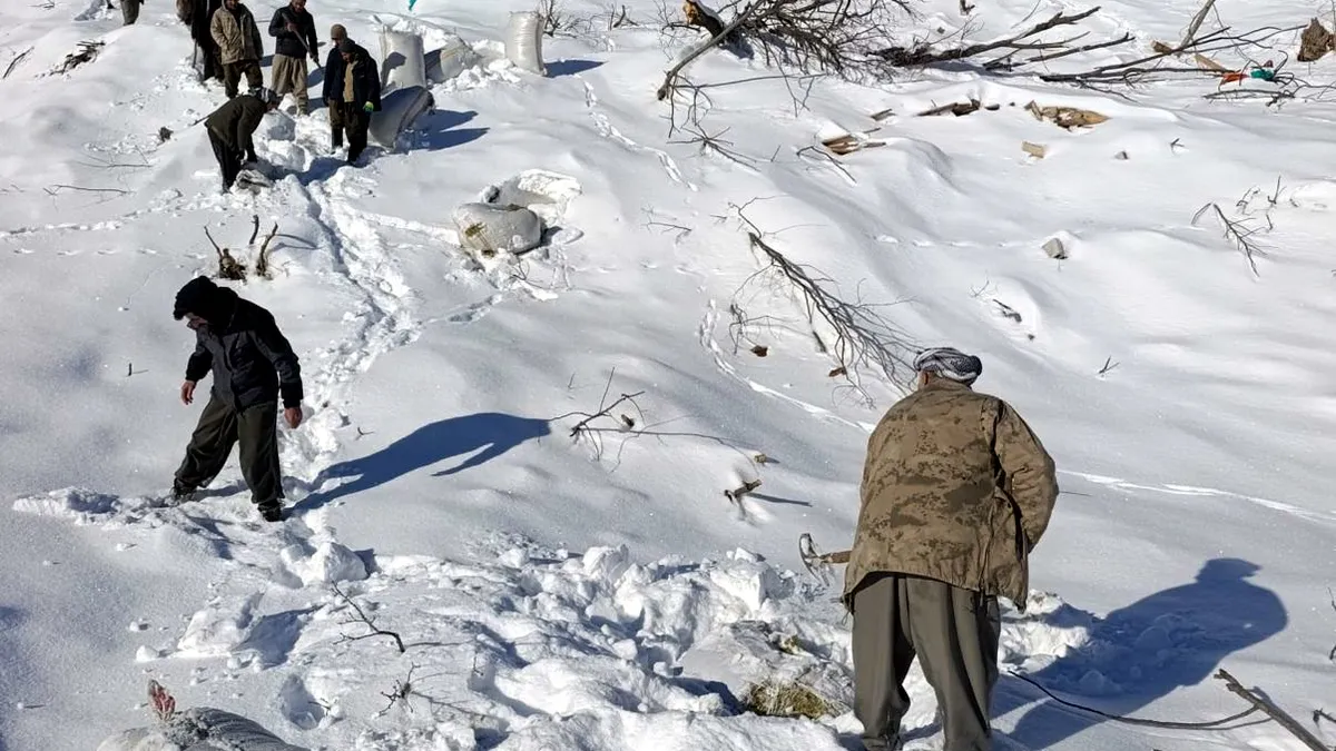 Hakkari’de çığ dehşeti! 8 ev ve 2 ahır hasar gördü: 120 küçükbaş telef oldu