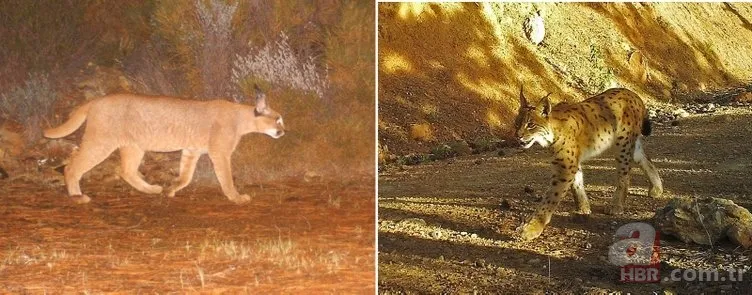 Dünyada ve Türkiye'de bir ilk! Aynı bölgede görüldüler 7