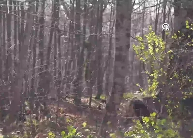 Samanlı Dağları’na 8 kızıl geyik bırakıldı