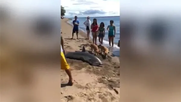Filipinler’de bir plajda şok anlar!