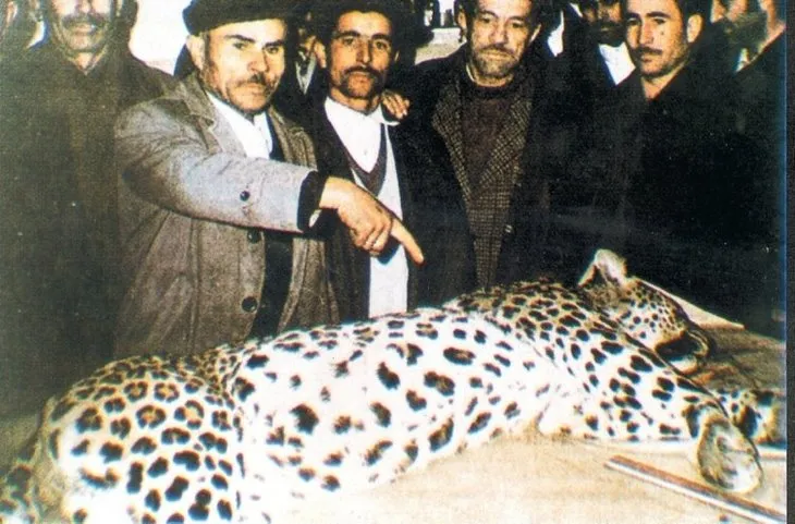 Son dakika | Anadolu Pars'ı yaban kamerasında! Uzmanlar büyük şaşkınlık yaşadı