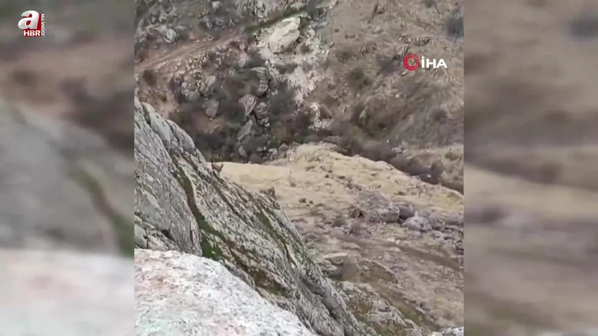 Sürü halinde ortaya çıktılar