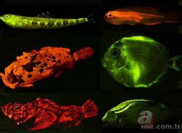 Hayat kurtaran teknolojik ipuçları! Kimse bu işe yaradığını bilmiyordu... 32