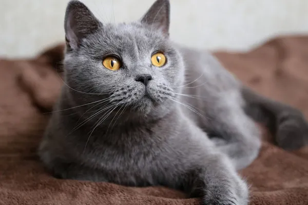 Tayland’da korkutan gelişme! İlk defa görüldü: Kediden insana geçen Covid-19 vakası🐈