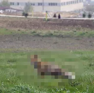 Koronavirüs nedeniyle boş kalmıştı! Üniversite kampüsünde o hayvan görüntülendi