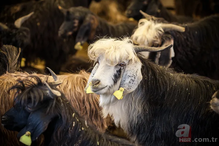 Marketlerde kurban fiyatı ne kadar? A101, Migros, CarrefourSA küçükbaş büyükbaş 2021 kurbanlık fiyatları kaç TL? 2