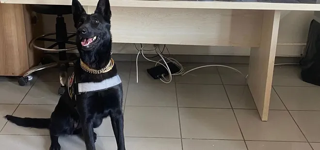 Narkotik köpeği tepki verdi! Çantadan 6 buçuk kilo uyuşturucu çıktı...