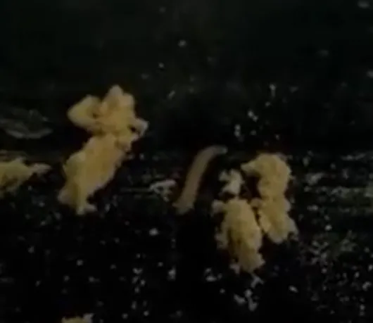 kinderin-ardindan-nestlede-buyuk-skandal-uretilen-pizzadaki-bakteri-nedeniyle-iki-cocuk-oldu-uretim-tesislerin-1649432448554.jpg Kinder'in ardından Nestle'de büyük skandal! Üretilen pizzadaki bakteri nedeniyle iki çocuk öldü! Üretim tesislerinde gezen kurtçuklar... - 6