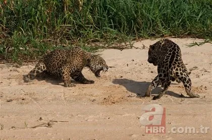 İki jaguarın inanılmaz karşılaşması! Sosyal medyayı sallayan görüntüler!
