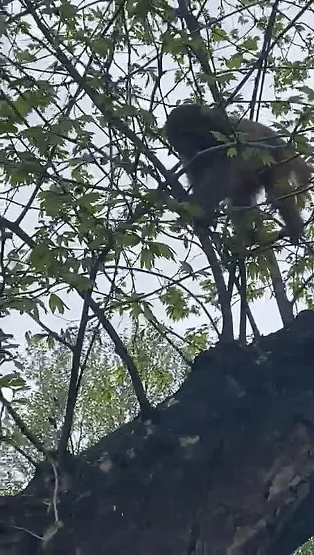 Firari maymun Fatih'i karıştırdı! Hareketli dakikalar - 3