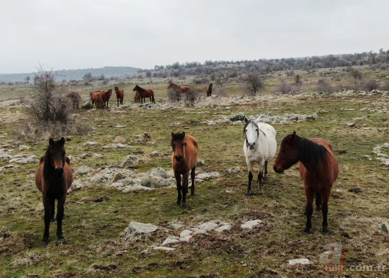 Murat Dağı'ndaki yılkı atlarının sayısı artıyor 7