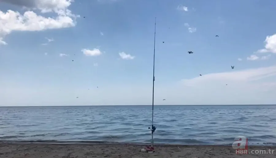 Tekirdağ’da uğur böceği istilası! Isırıyor: Tatilciler panik içinde🐞 4