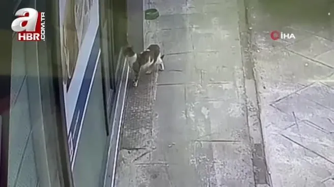 Sokak kedisi, tedavi için veterinere gitti