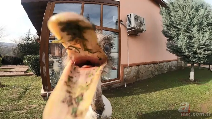 Her gün poğaçalar eksiliyordu! Bakın hırsız kim çıktı? Ne bulsa midesine indiriyor 2