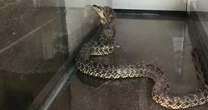 Görenler şoke oldu! Çamaşır makinesinden...