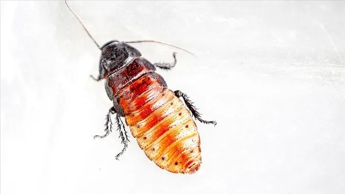 Hamamböcekleri kokusuna dayanamıyor! Doğal böcek ilacı...