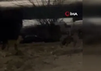 Edirne’de aç kalan tilkiler şehre indi!