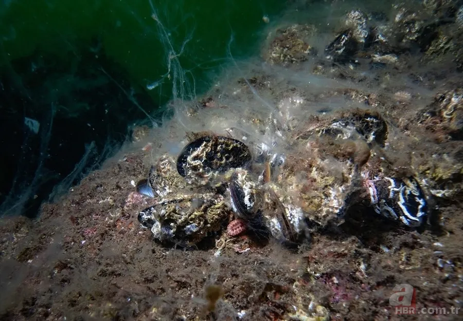 Deniz salyası ABD basınında: Marmara ölüyor! Çevre profesöründen kritik uyarı geldi 12