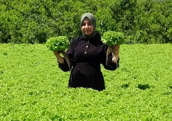 Erzincan'da marul hasadı başladı