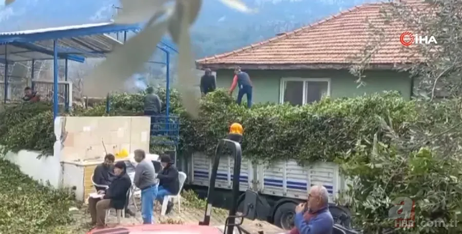 Kendiliğinden yetişiyor 100 aileye gelir kaynağı! Amerika ve Avrupa ülkelerine gönderiliyor 6