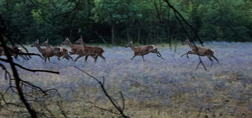 Aç kalan köpekler geyikleri yedi...