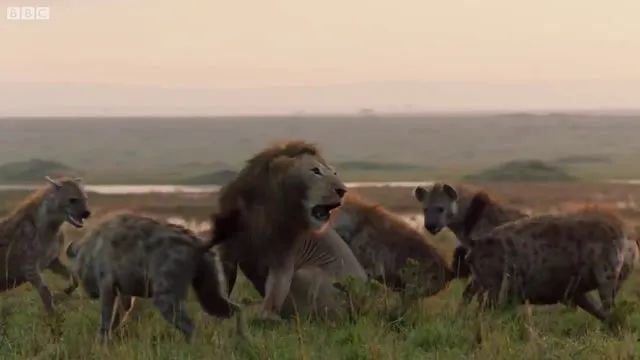 Sırtlanların arasında tek başına kalan aslanın mucize kurtuluşu! Son anda öyle şeyler oldu ki...